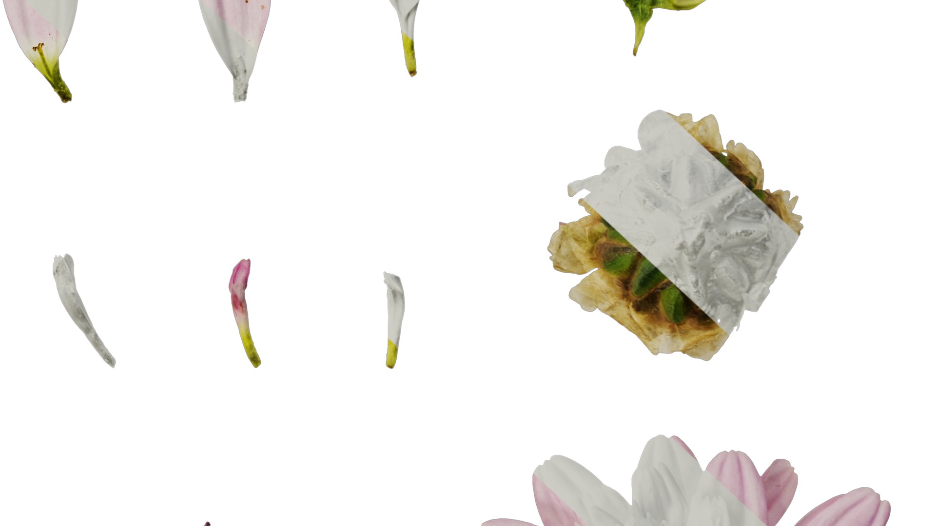 Anydrafts Argyranthemum frutescens Flower 21 Texture_6