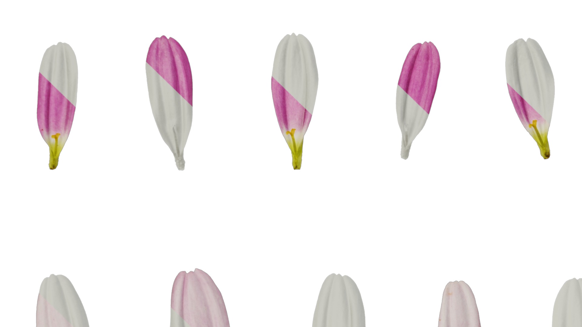 Anydrafts Argyranthemum frutescens Flower 21 Texture_3