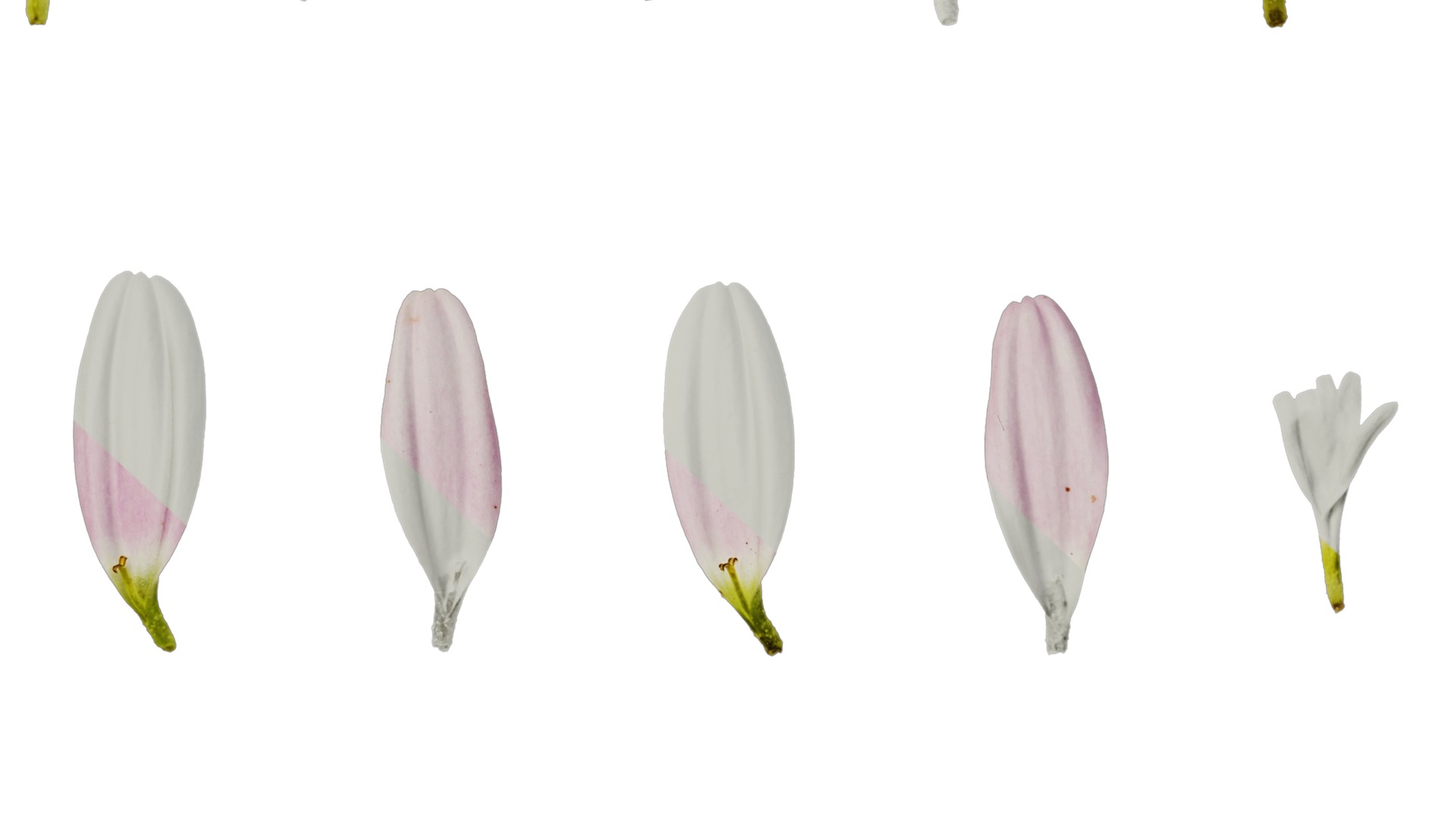 Anydrafts Argyranthemum frutescens Flower 21 Texture_7