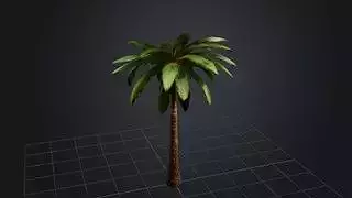 African Oil Palm Tree