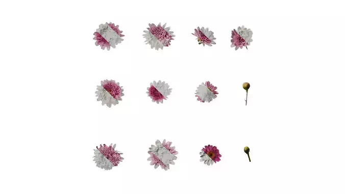 Anydrafts Argyranthemum frutescens Flower 23