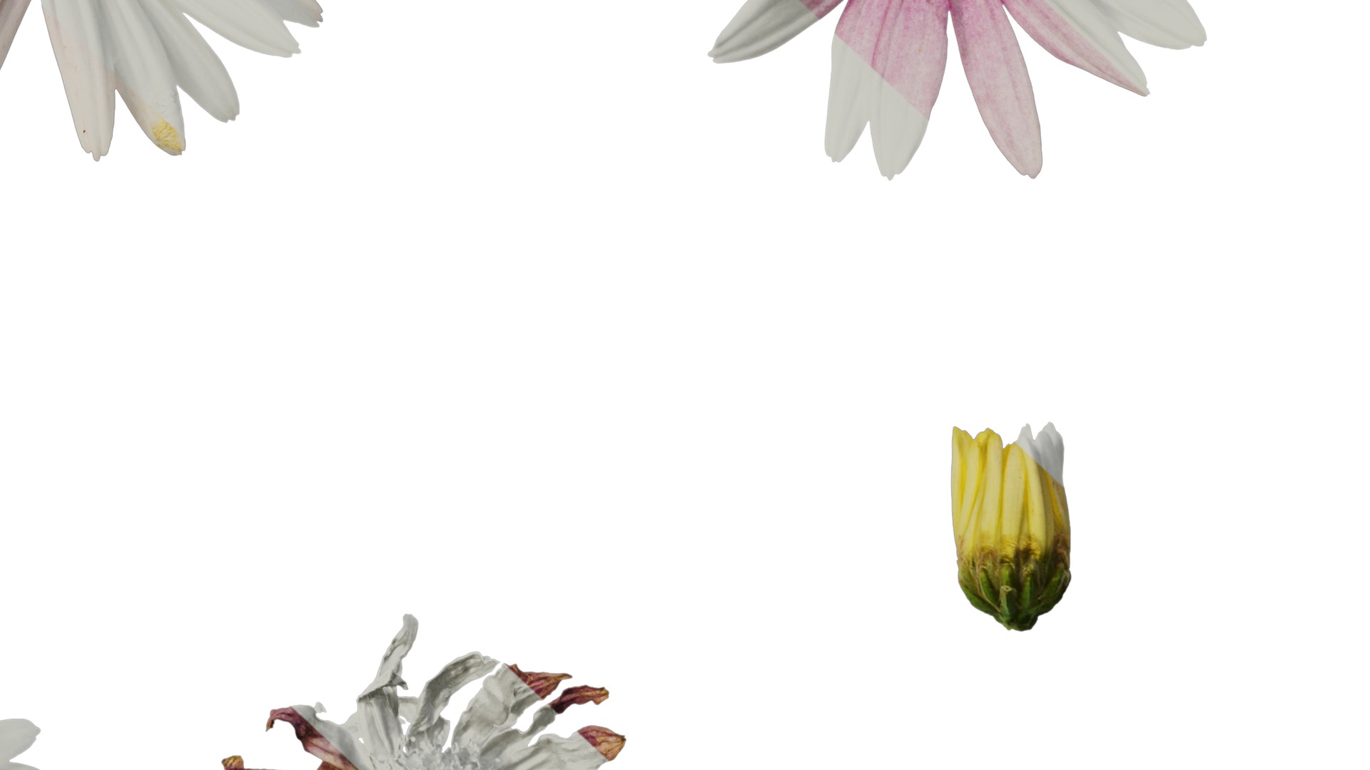 Anydrafts Argyranthemum frutescens Flower 24 Texture_6