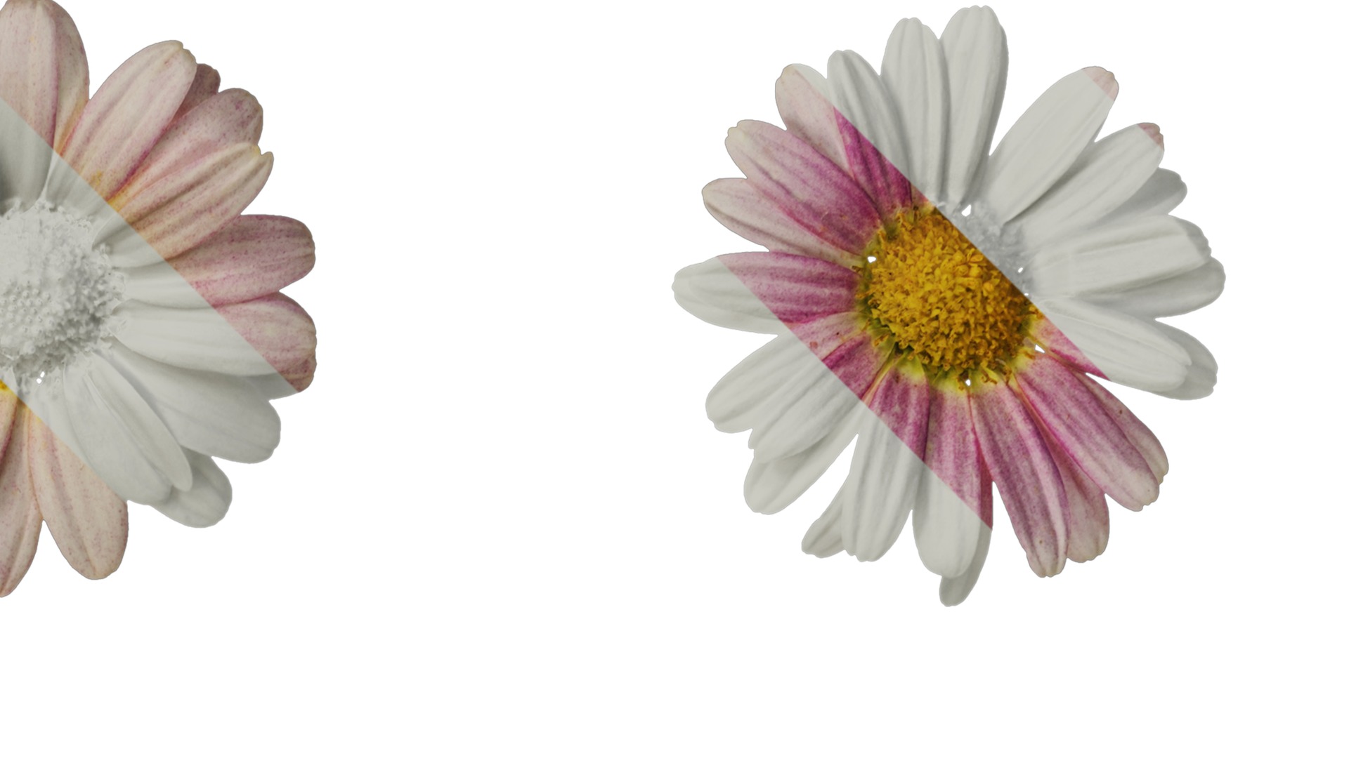 Anydrafts Argyranthemum frutescens Flower 24 Texture_2