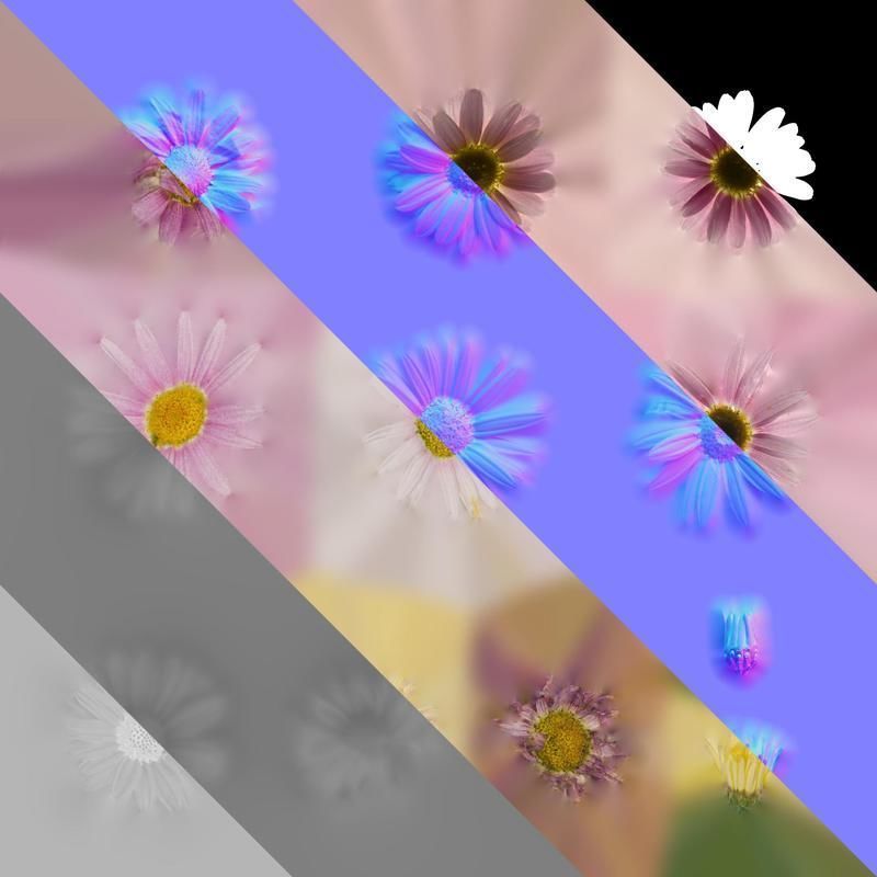 Anydrafts Argyranthemum frutescens Flower 24 Texture_8