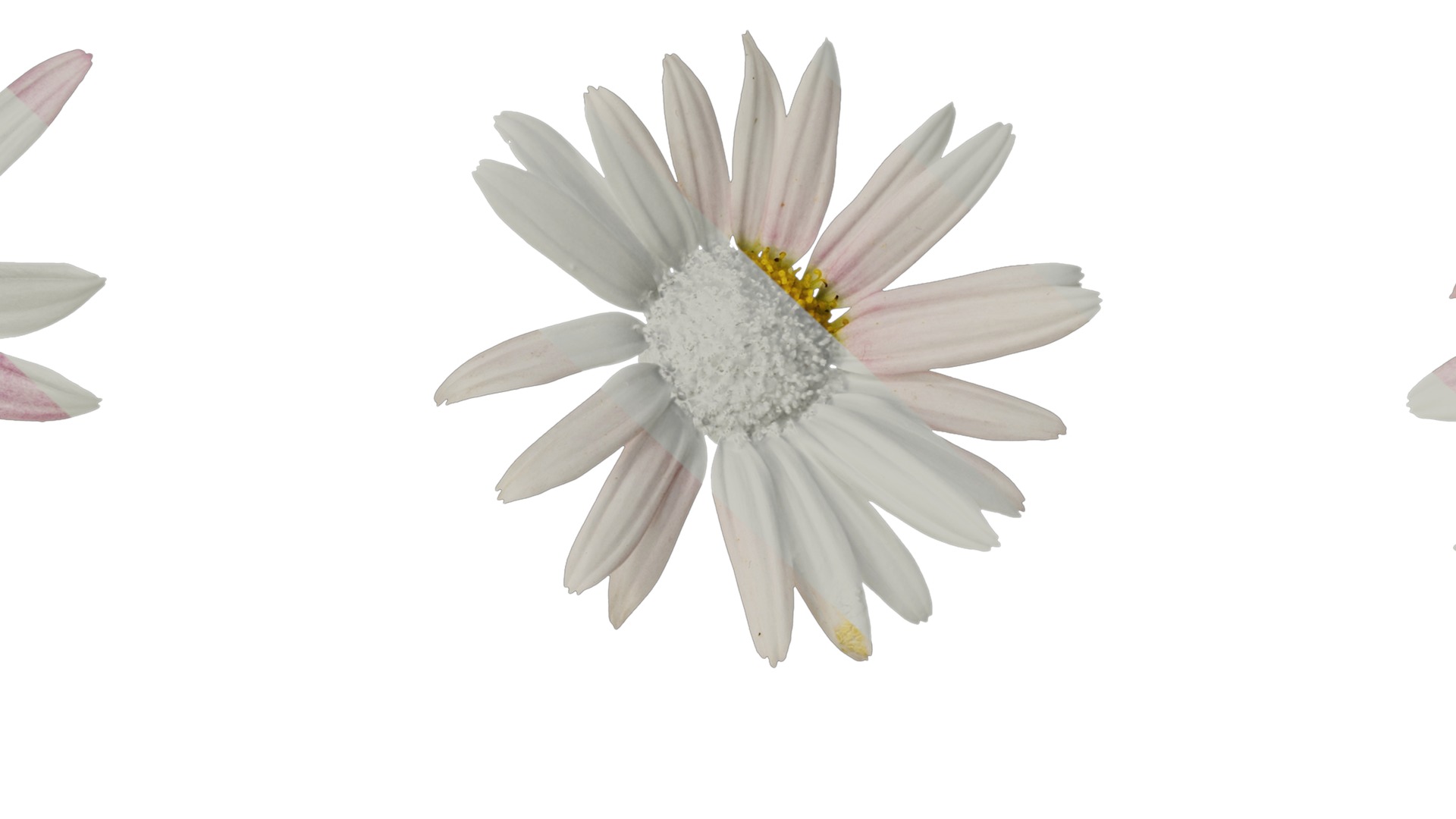 Anydrafts Argyranthemum frutescens Flower 24 Texture_7
