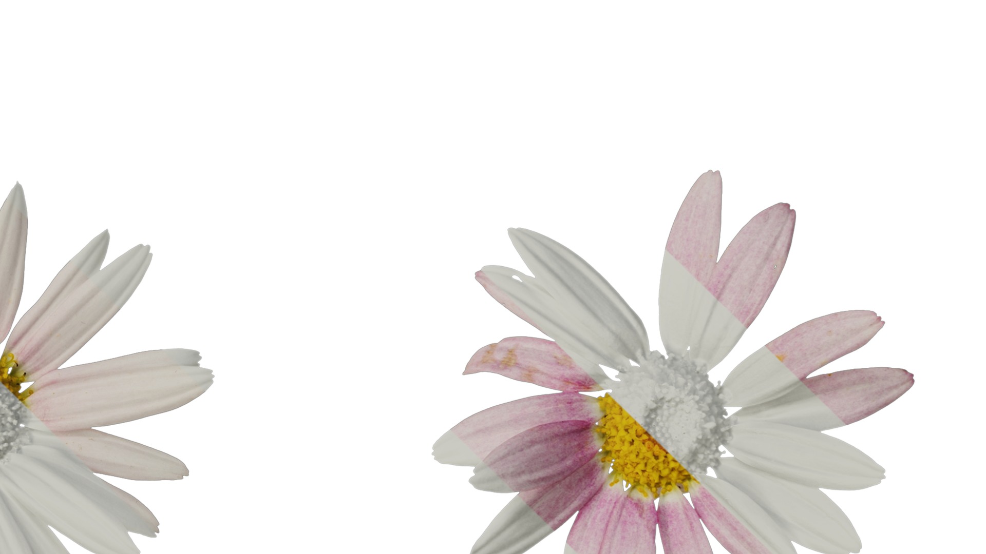 Anydrafts Argyranthemum frutescens Flower 24 Texture_4