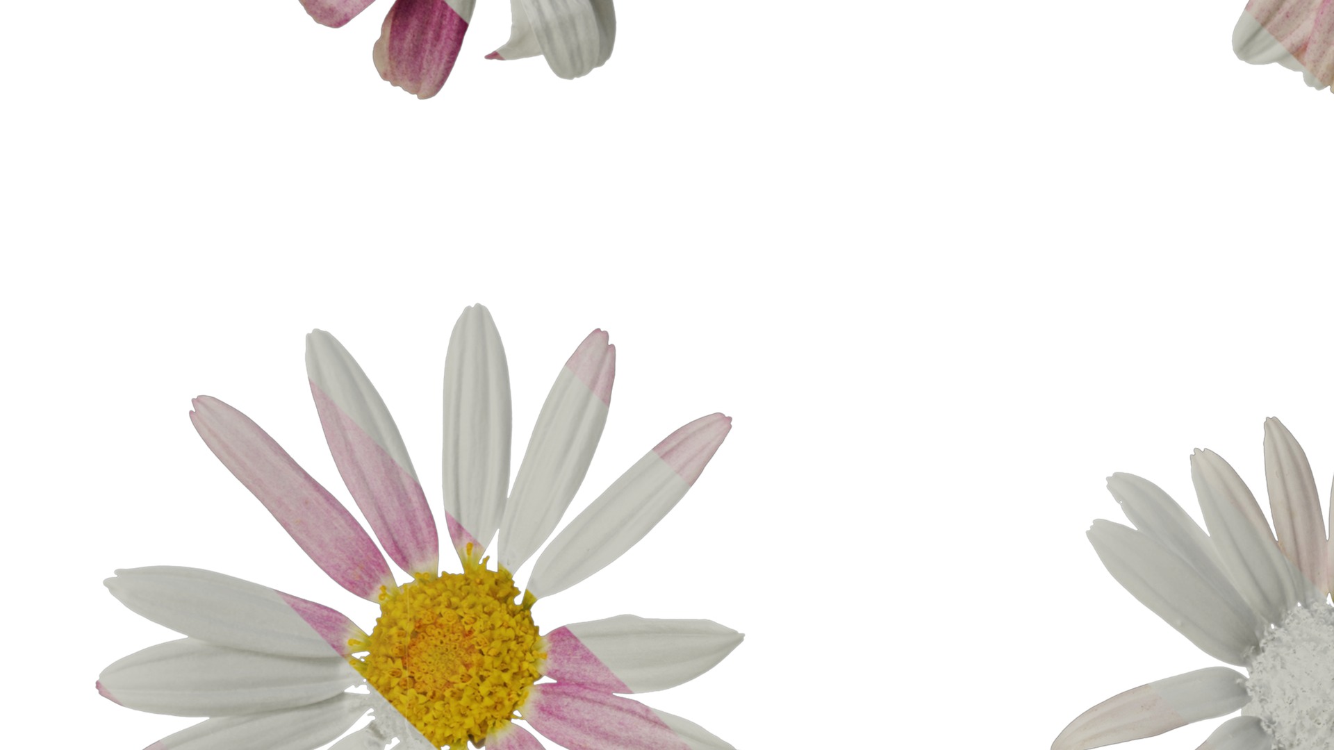 Anydrafts Argyranthemum frutescens Flower 24 Texture_3