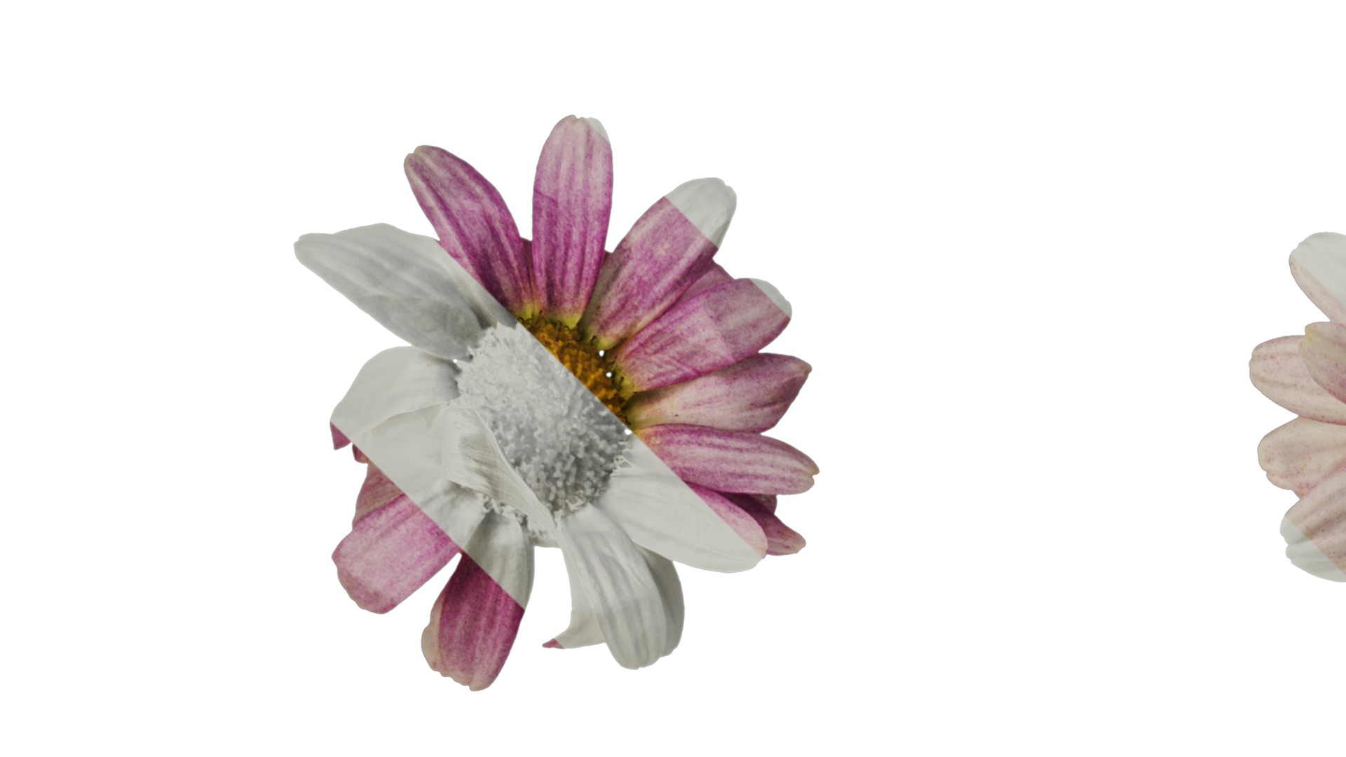 Anydrafts Argyranthemum frutescens Flower 24 Texture_1