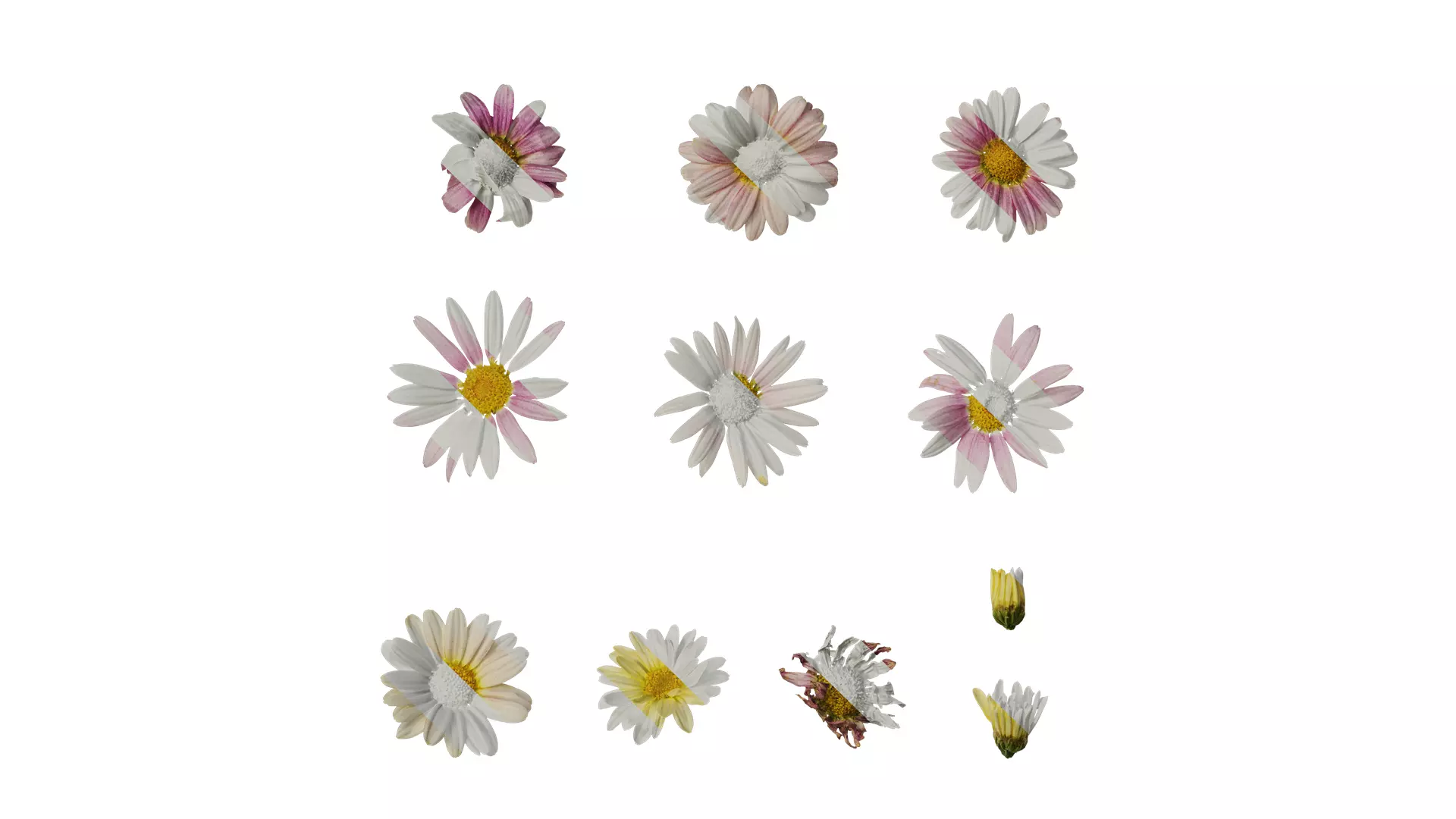 Anydrafts Argyranthemum frutescens Flower 24 Texture_0