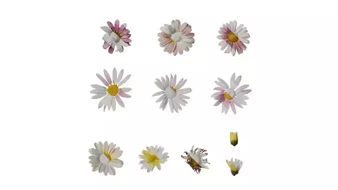 Anydrafts Argyranthemum frutescens Flower 24