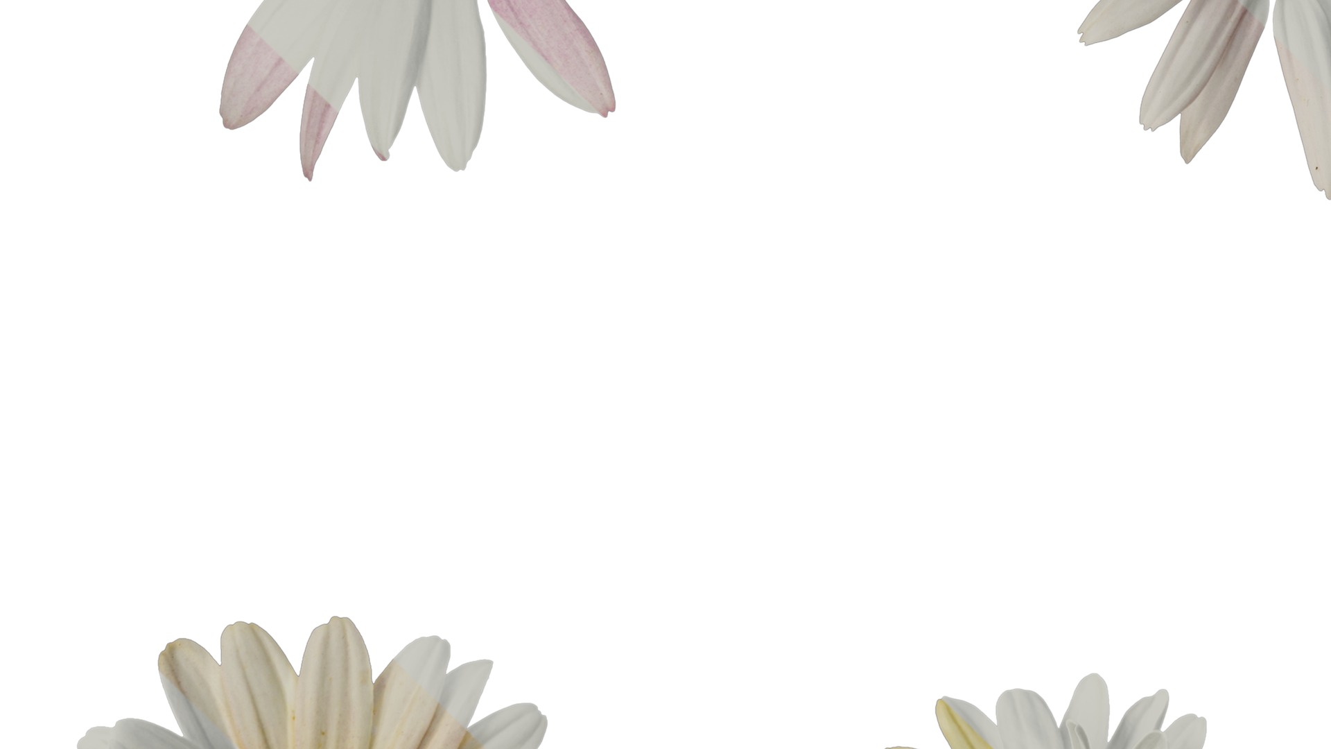 Anydrafts Argyranthemum frutescens Flower 24 Texture_5