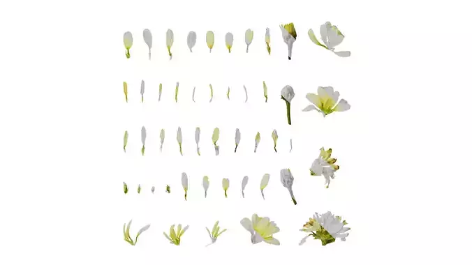 Anydrafts Argyranthemum frutescens Flower 26