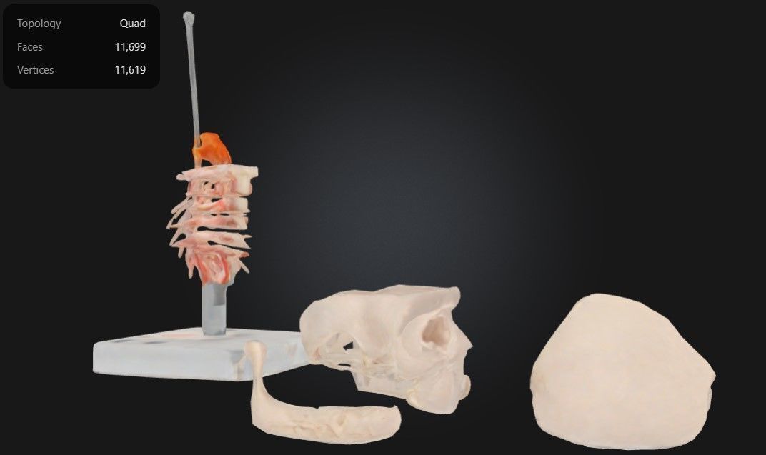 3D Model of Human Skull Anatomy Model On Cervical Spine 3D print model_10