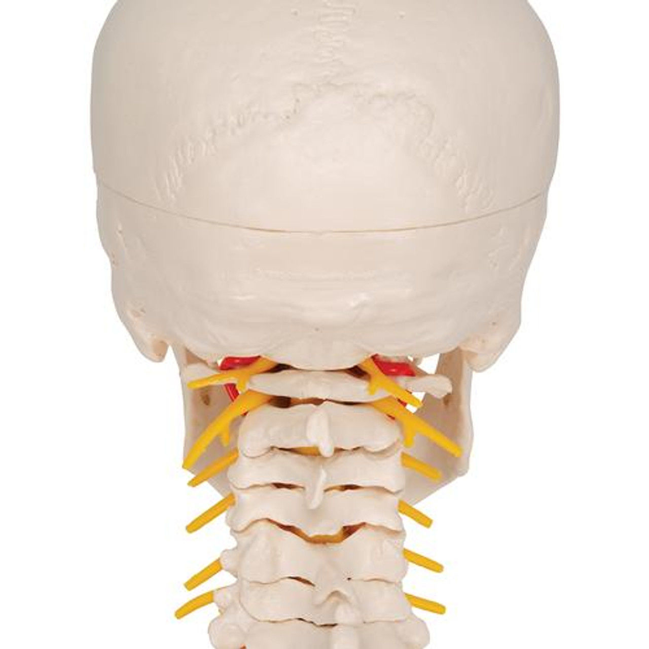 3D Model of Human Skull Anatomy Model On Cervical Spine 3D print model_2