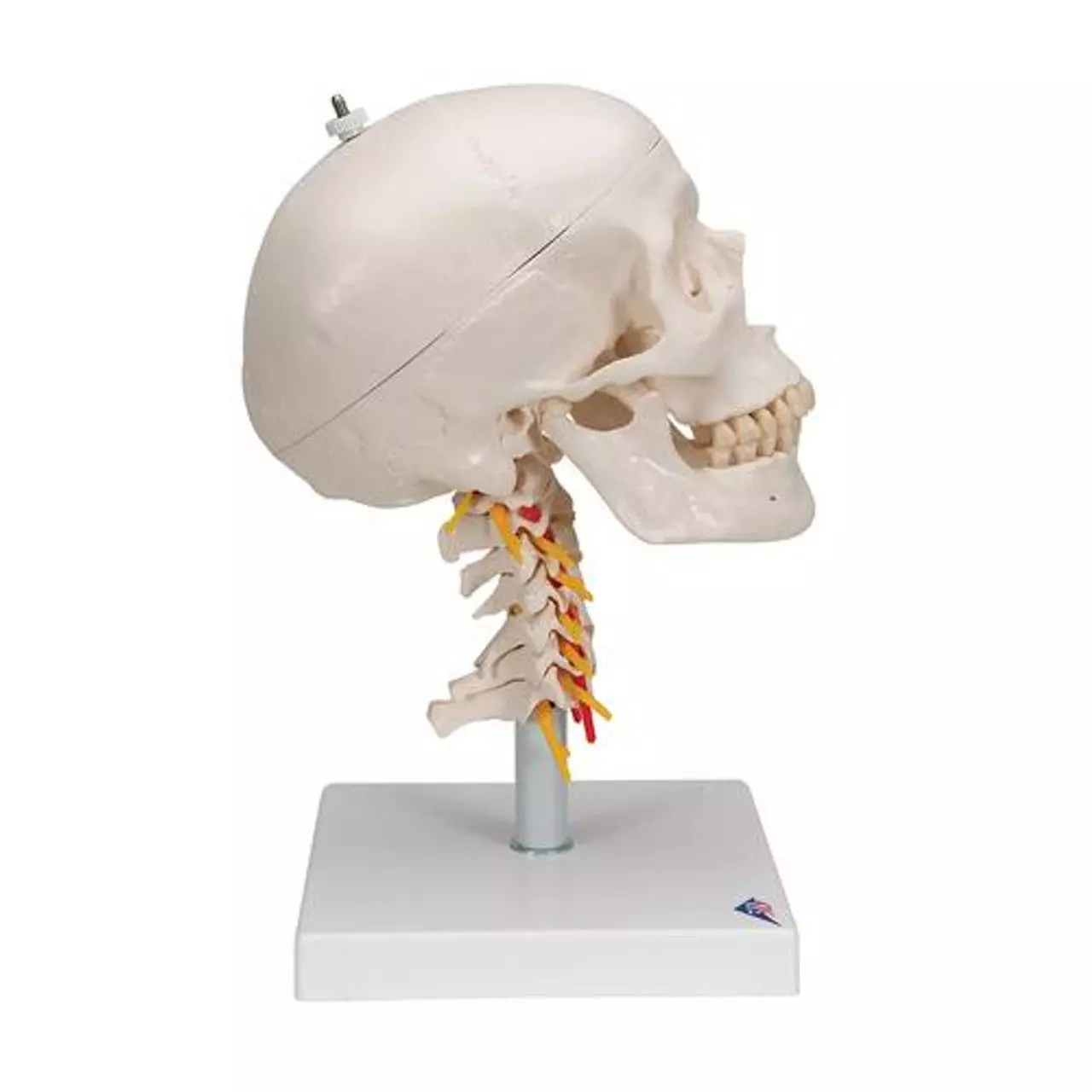3D Model of Human Skull Anatomy Model On Cervical Spine 3D print model_0