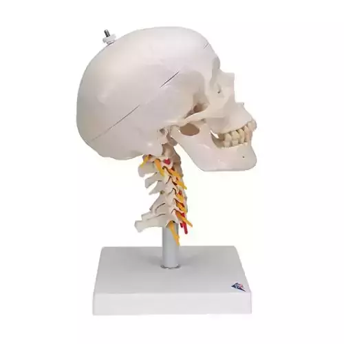 3D Model of Human Skull Anatomy Model On Cervical Spine 3D print model