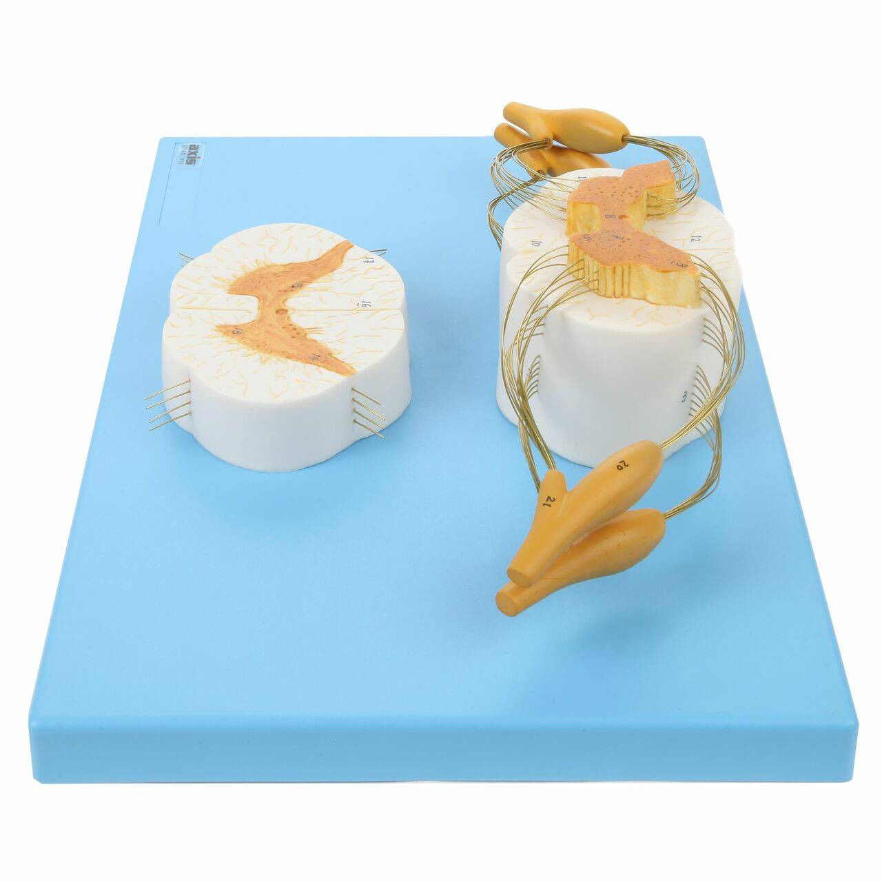 3D Model of Spinal Cord Model with Nerves 3D print model_3