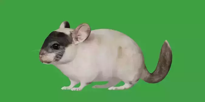 Chinchilla