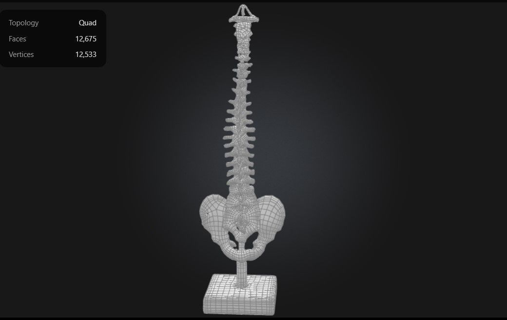 3D Model of Human Spine Anatomy Model With Foam Discs 3D print model_2