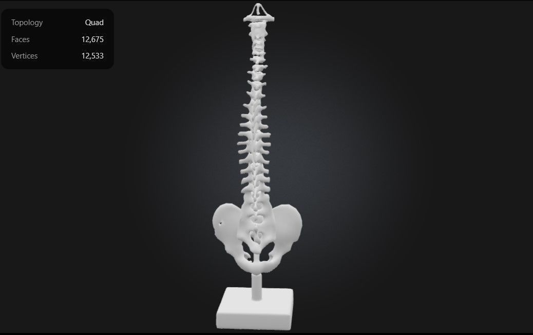 3D Model of Human Spine Anatomy Model With Foam Discs 3D print model_3