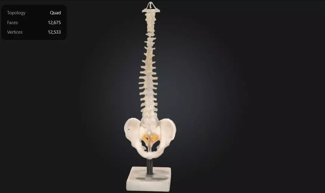 3D Model of Human Spine Anatomy Model With Foam Discs 3D print model_0