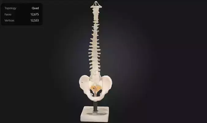 3D Model of Human Spine Anatomy Model With Foam Discs  3D print model