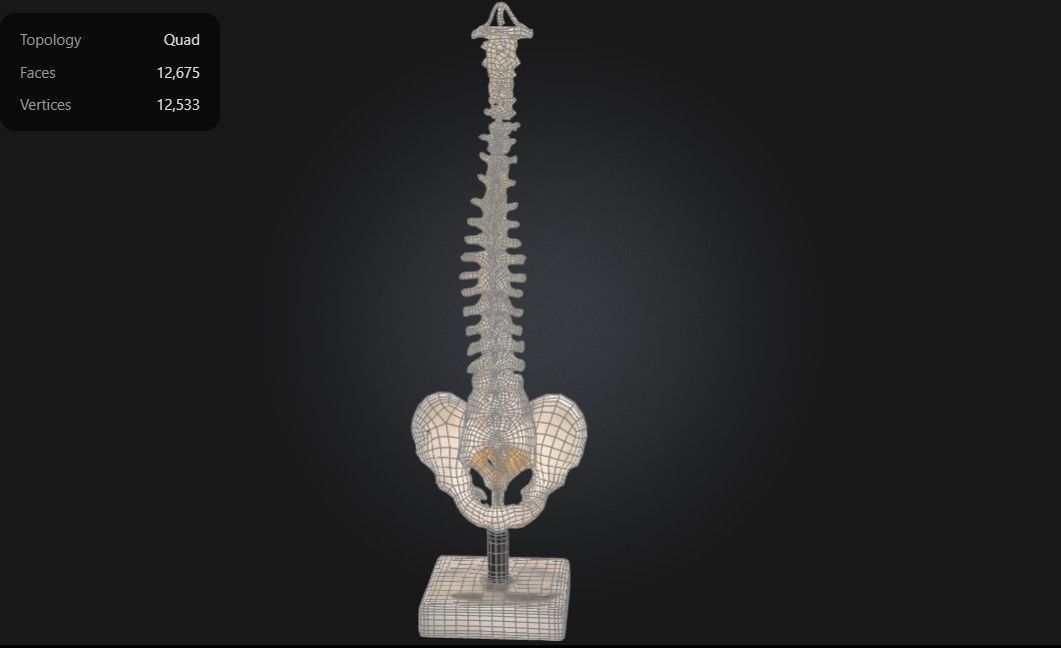 3D Model of Human Spine Anatomy Model With Foam Discs 3D print model_1