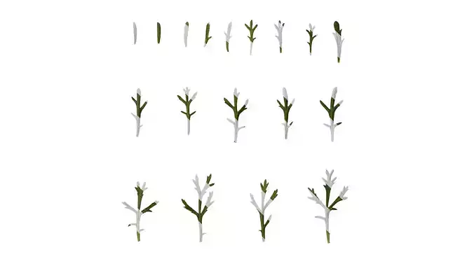 Anydrafts Argyranthemum frutescens Leaf 04