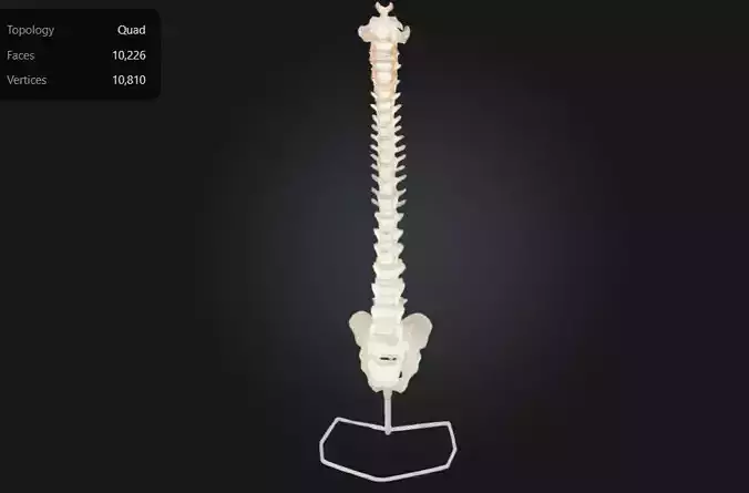 3D Model of Spine with Vertebrae Nerves and Male Pelvis  3D print model