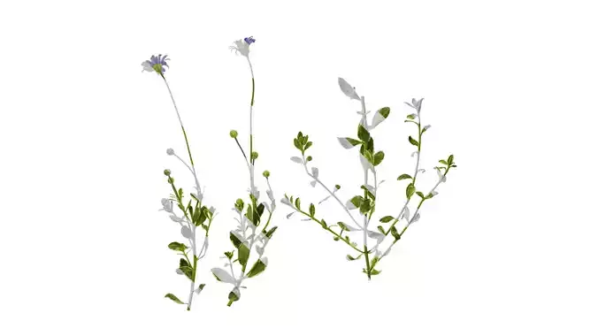 Anydrafts Argyranthemum frutescens 01 Atlas 01