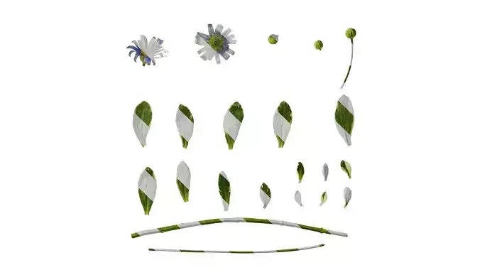 Anydrafts Argyranthemum frutescens 01 Atlas 02