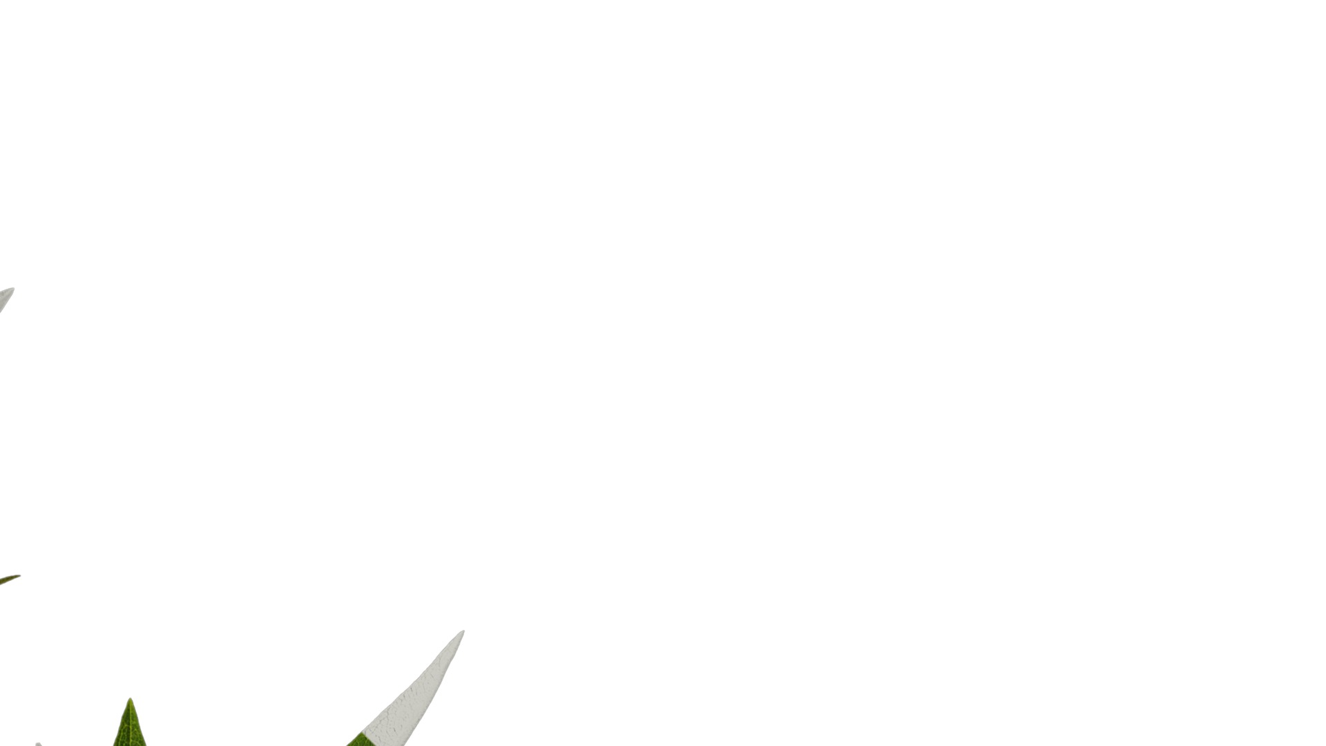 Anydrafts Aster alpinus Atlas 03 Texture_2