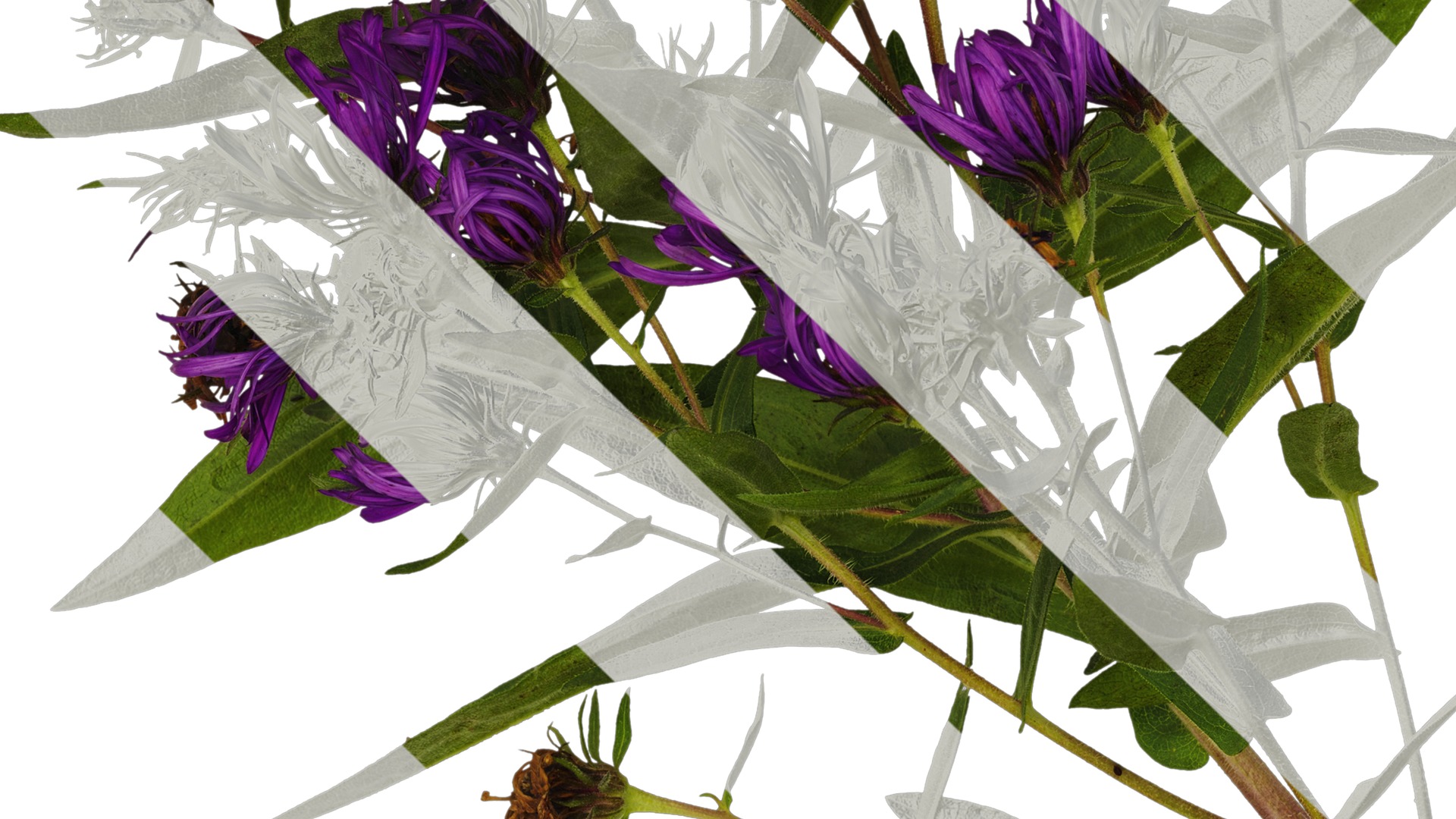 Anydrafts Aster alpinus Atlas 03 Texture_3