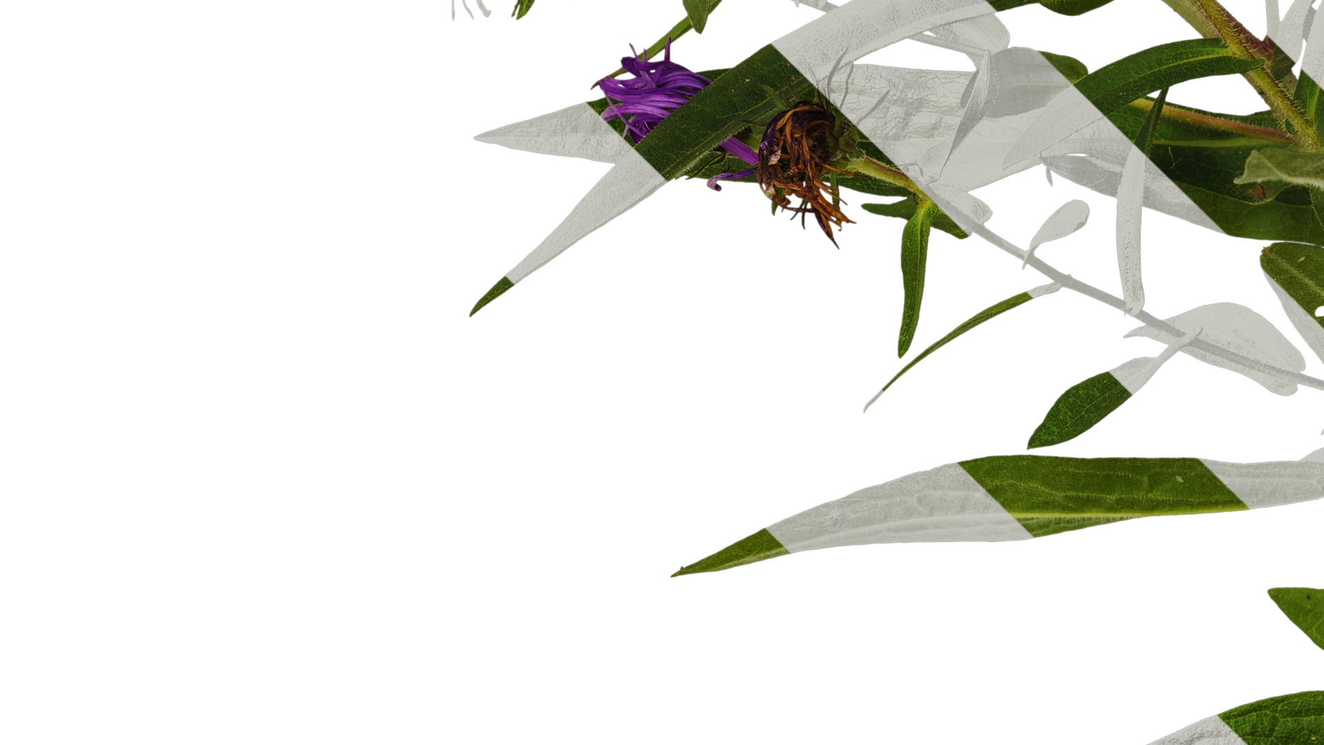 Anydrafts Aster alpinus Atlas 03 Texture_5