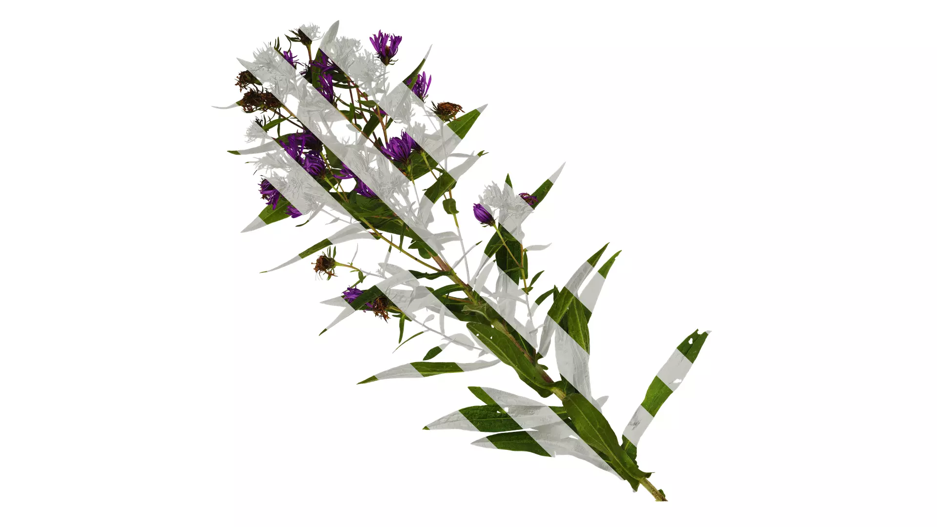 Anydrafts Aster alpinus Atlas 03 Texture_0