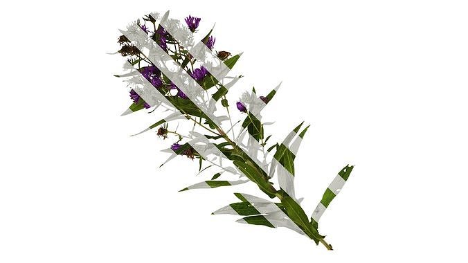 Anydrafts Aster alpinus Atlas 03 Texture