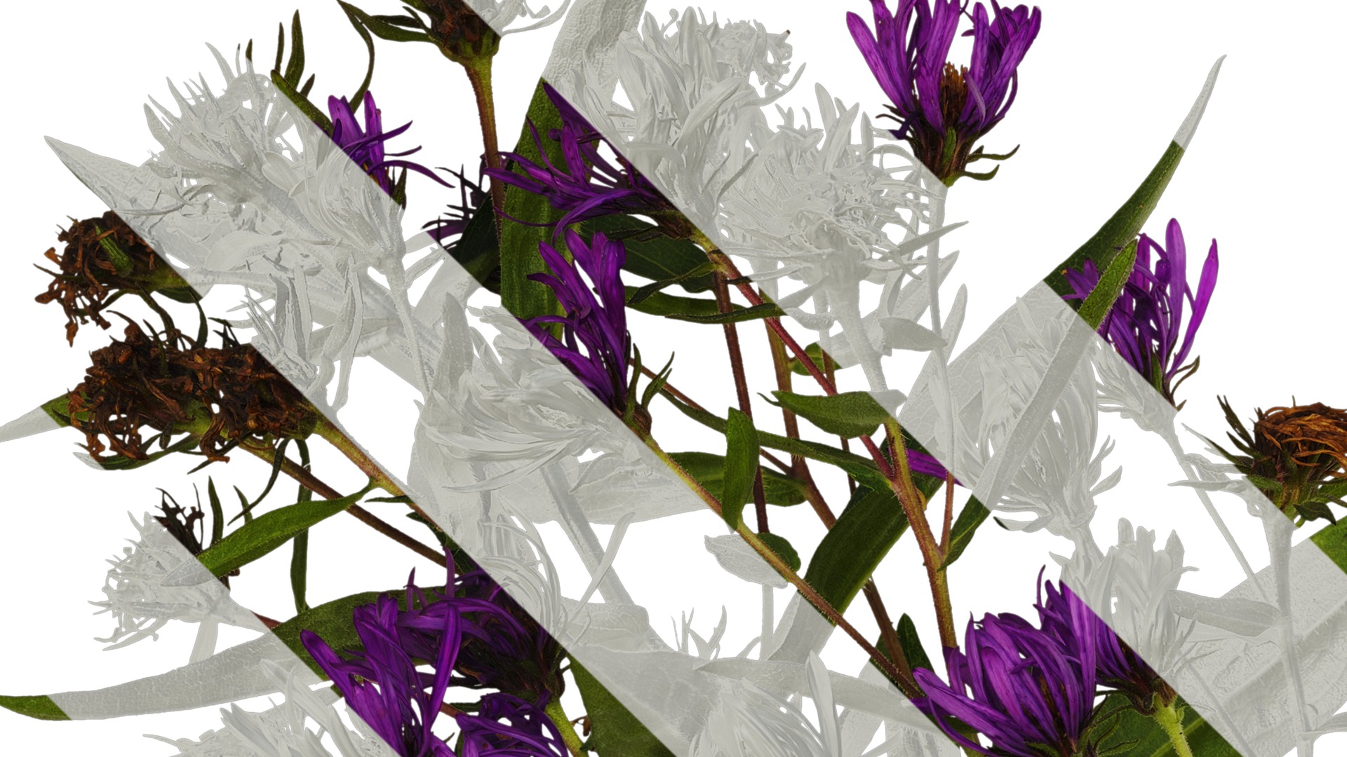 Anydrafts Aster alpinus Atlas 03 Texture_1