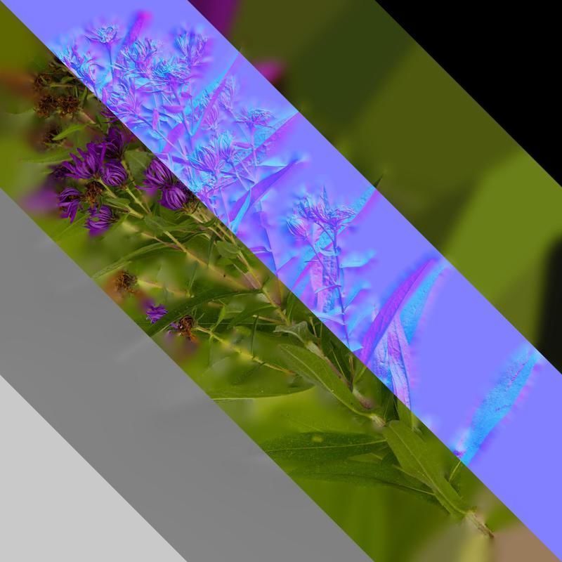 Anydrafts Aster alpinus Atlas 03 Texture_8