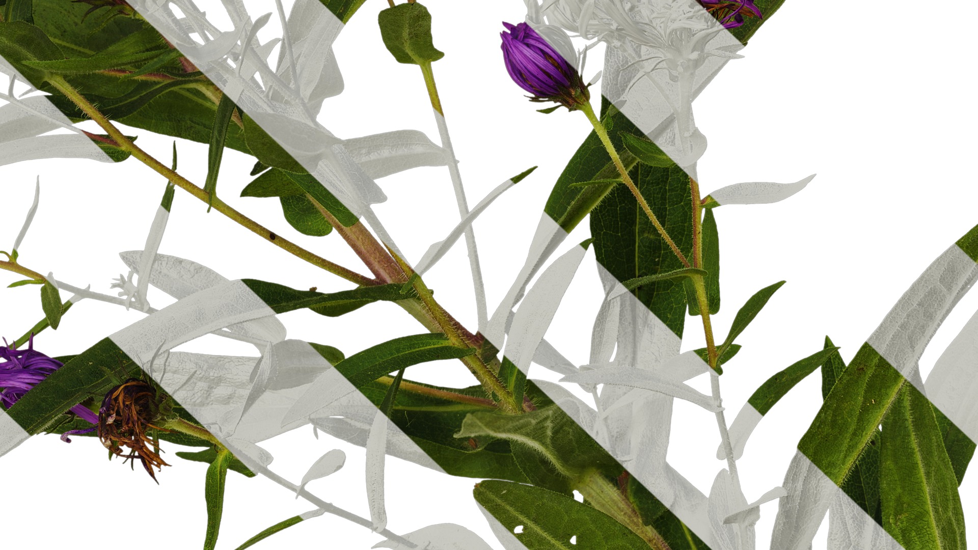 Anydrafts Aster alpinus Atlas 03 Texture_7