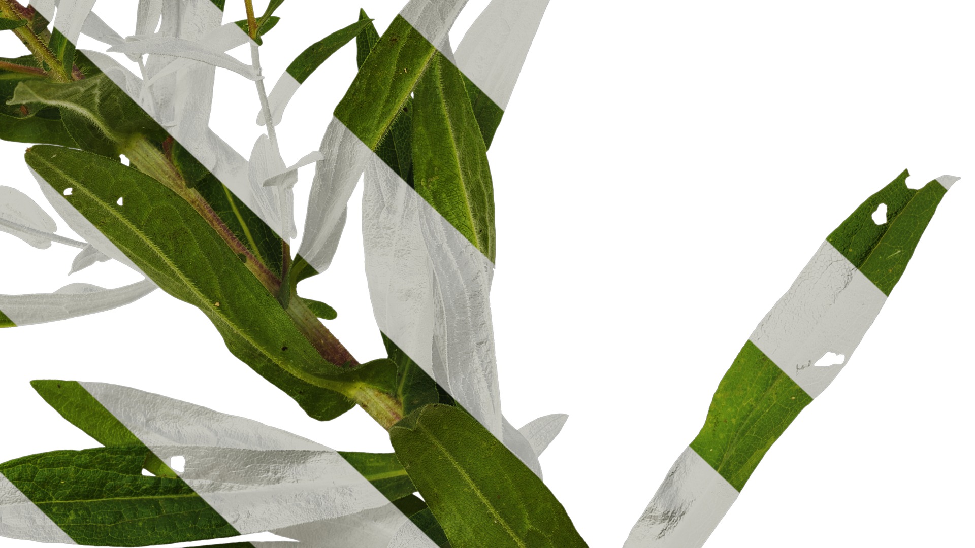 Anydrafts Aster alpinus Atlas 03 Texture_6