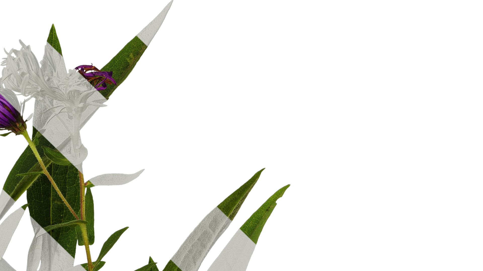 Anydrafts Aster alpinus Atlas 03 Texture_4