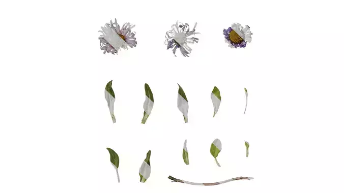 Anydrafts Aster alpinus Atlas 06