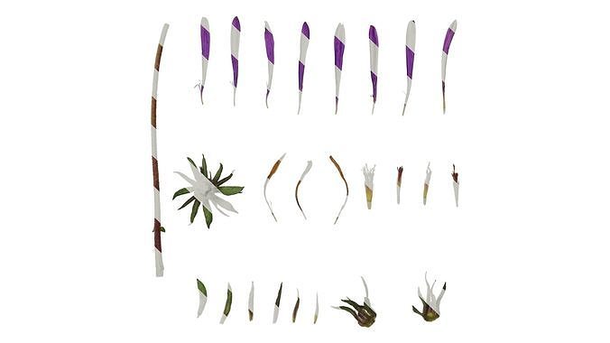Anydrafts Aster alpinus Flower 01 Texture