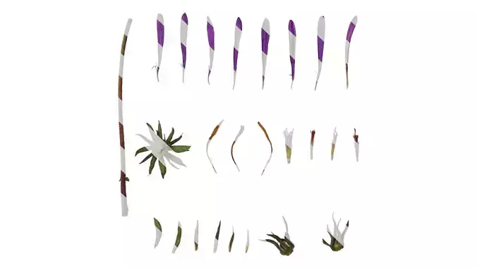 Anydrafts Aster alpinus Flower 01 Texture
