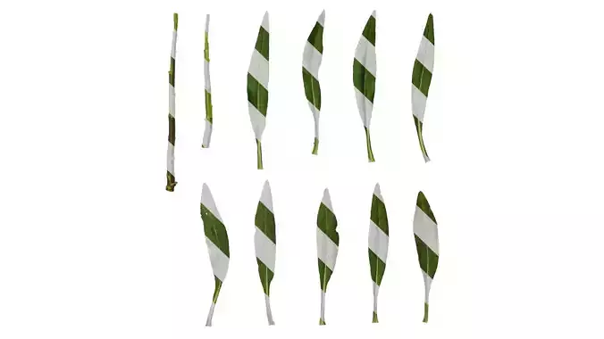 Anydrafts Aster alpinus Leaf 01