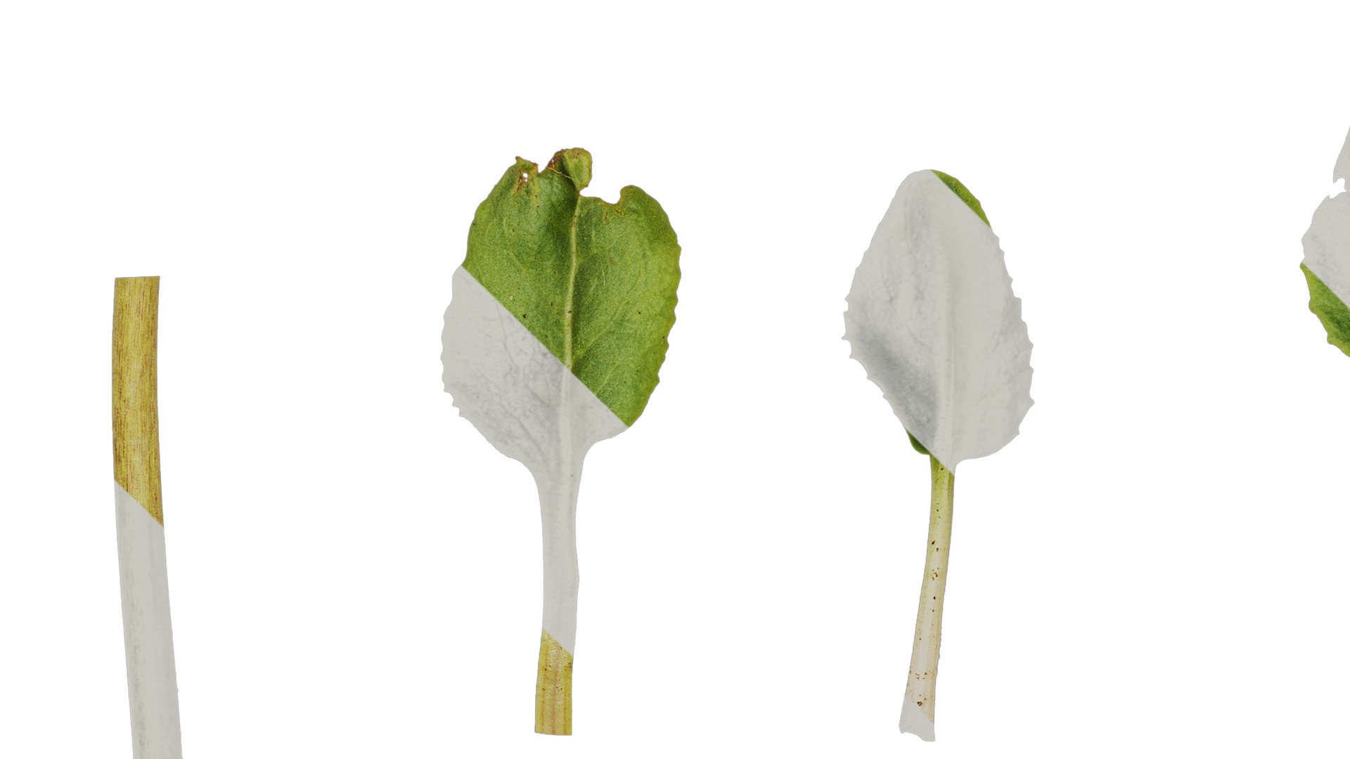 Anydrafts Aster alpinus Leaf 02 Texture_1