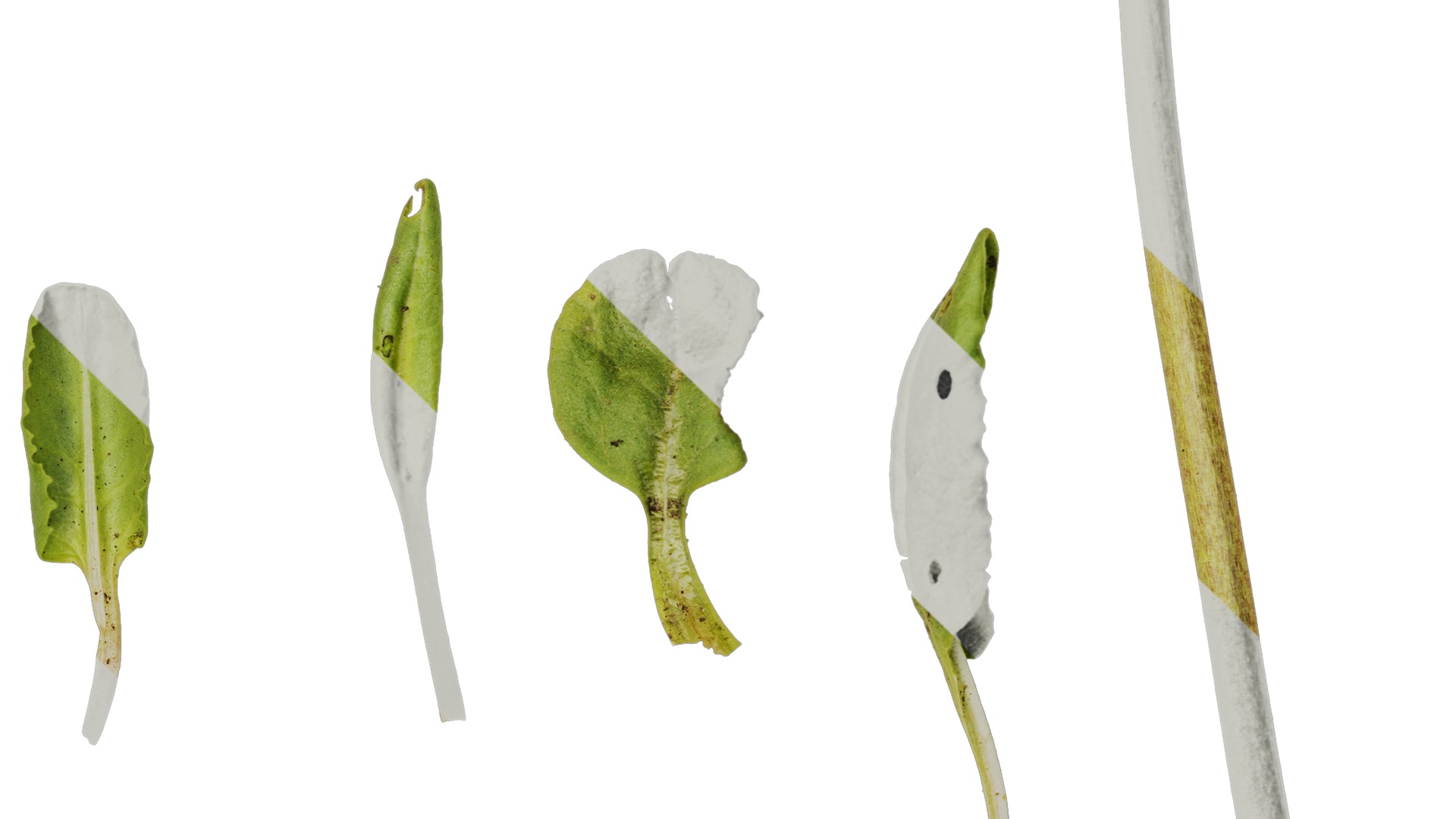 Anydrafts Aster alpinus Leaf 02 Texture_4