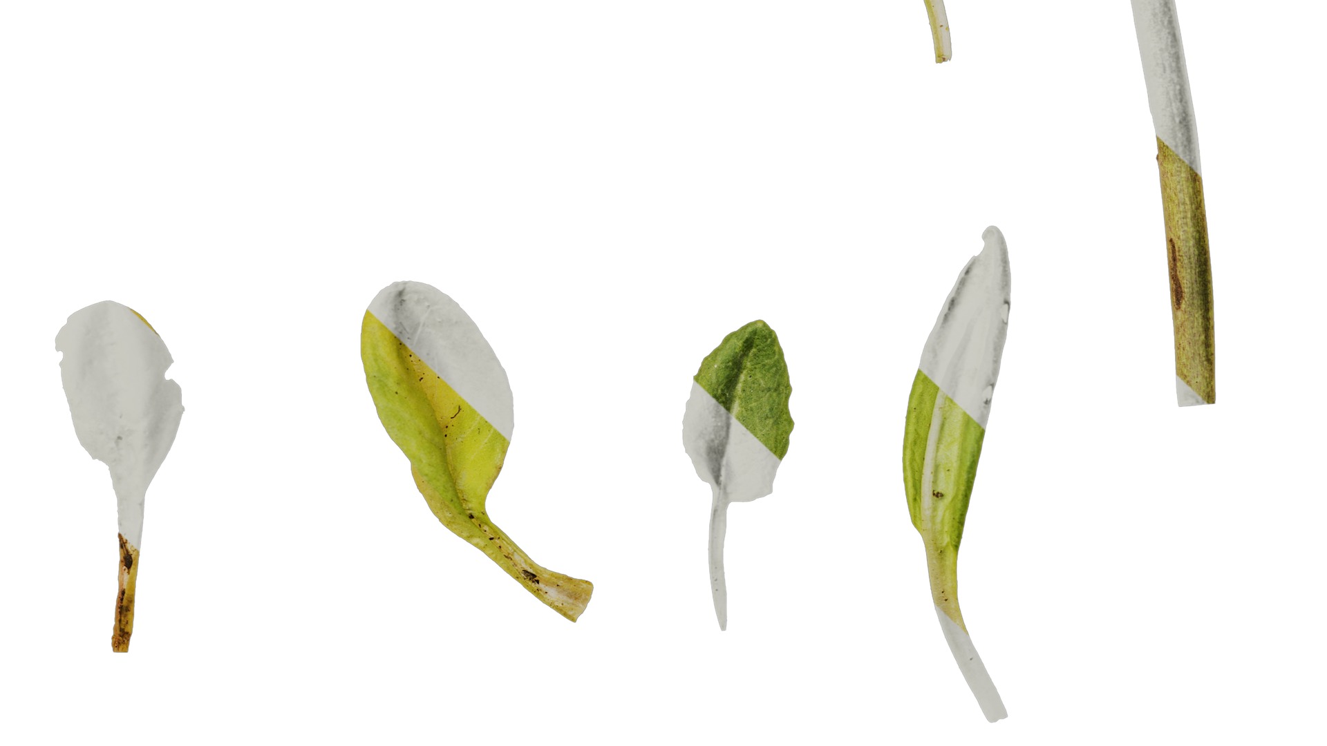 Anydrafts Aster alpinus Leaf 02 Texture_6