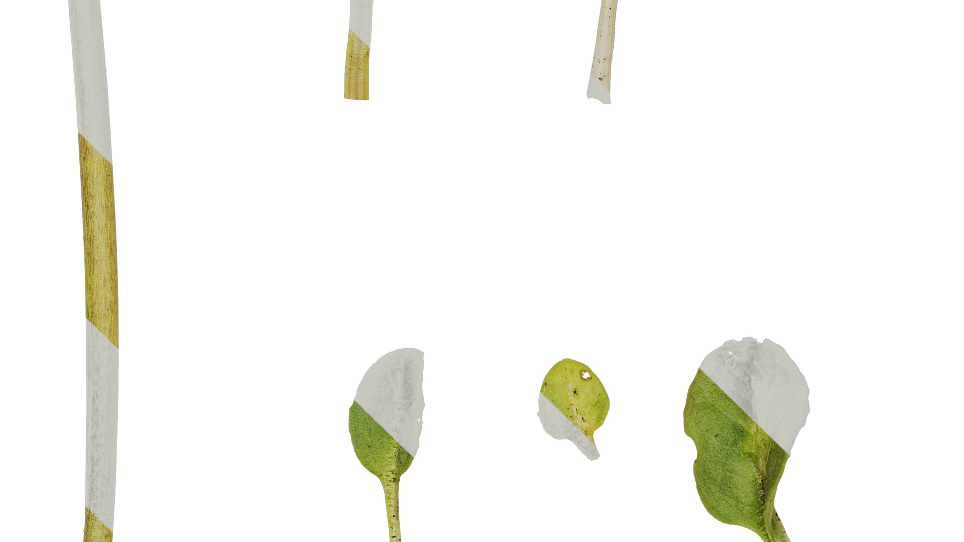 Anydrafts Aster alpinus Leaf 02 Texture_3