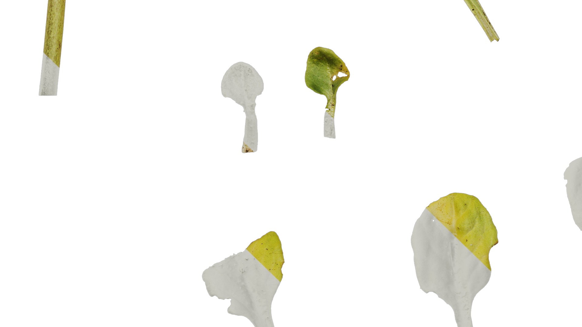 Anydrafts Aster alpinus Leaf 02 Texture_5